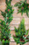 Real Touch Norfolk Spruce Juniper Greenery Collection