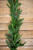 48” Real Touch Cedar Cone Garland