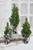 Flocked Pine Tree With Plaid Fabric  - Medium Grouping