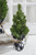 Flocked Pine Tree With Plaid Fabric  - Medium