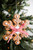 Gingerbread Snowflake Ornament