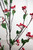 46” Red Berry Branch with Leaves Close Up