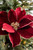22” Burgundy Magnolia Stem - Close Up