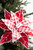 22” Check Poinsettia Stem - Red and White