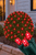 Net Red- 5mm 100L 4'x6' on bush