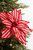 24" Red and White Peppermint Poinsettia with Bell
