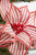 Farmhouse Poinsettia Stem
