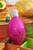 7" Hot Pink Glitter Light Bulb Ornament