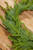 Closeup of Cedar Wreath