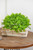 Boxwood Orb