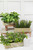 11" Plastic Herbs In Wooden Box