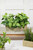 11" Plastic Herbs In Wooden Box Mint