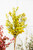 Seed Berry Bush Spray Yellow