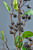 32" Berry Branch Spray - Black close  up