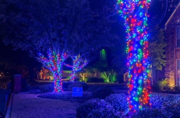 Decorating Trees and Shrubs with Christmas Lights 