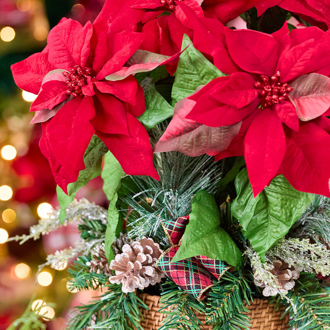 Red Poinsettia Bush