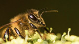 Diagnosing And Treating Nosema In Honey Bees