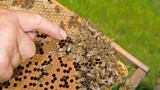 8-Frame vs. 10-Frame Beehives: Which to Choose