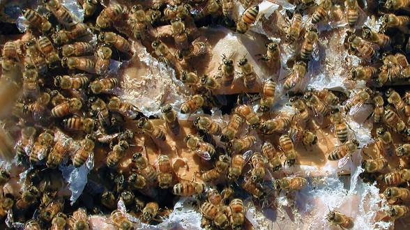 Why Feed Pollen Substitutes?  thumbnail image