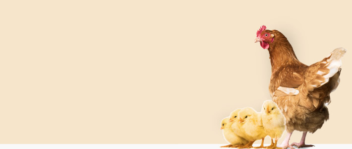 Chicken with 4 chicks