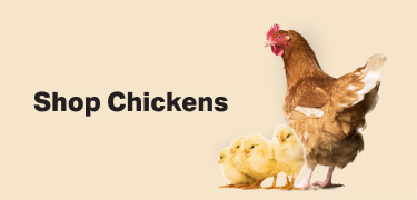 Chicken with 4 chicks