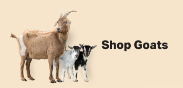 Gray goat and 2 baby goats