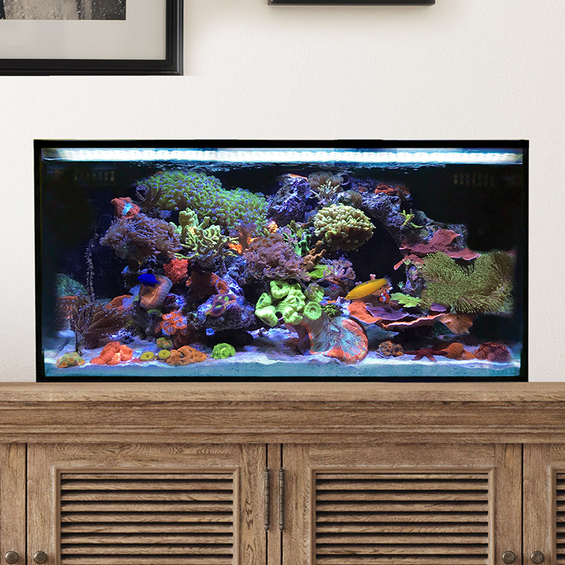 IM NUVO Fusion 25 Lagoon - Starter Kit, PLUS - AquaCave.com | AquaCave