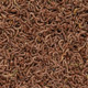 Bay Brand Bloodworms Freeze Dried 1.75 Oz.