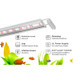 Finnex Planted 3.0 High Output 24" Aquarium LED Light - 30W