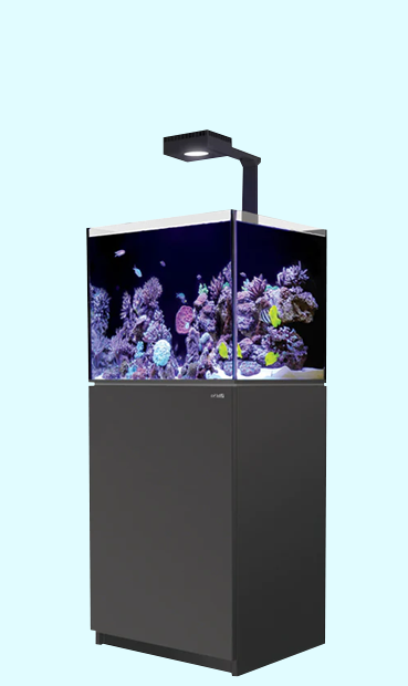 Deluxe All-Glass Aquarium - 10 Gallon