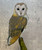 Karen Grosman: White Owl Art & Artists BoxHeart Gallery