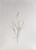 Karen Antonelli: Purple Top Grass 12.2.3 Art & Artists BoxHeart Gallery