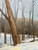 Sonja Sweterlitsch: Schenley Park: Bridle Trail Art & Artists BoxHeart Gallery