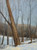 Sonja Sweterlitsch: Schenley Park: Bridle Trail Art & Artists BoxHeart Gallery