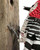 The Narfs: Red-Bellied Woodpecker Art & Artists BoxHeart Gallery