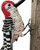 The Narfs: Red-Bellied Woodpecker Art & Artists BoxHeart Gallery