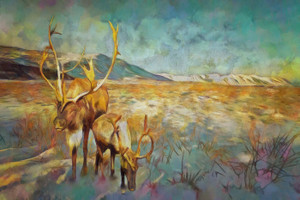Reindeer Gallery Wrap Limited Edition Reindeer Gallery Wrap Limited Edition