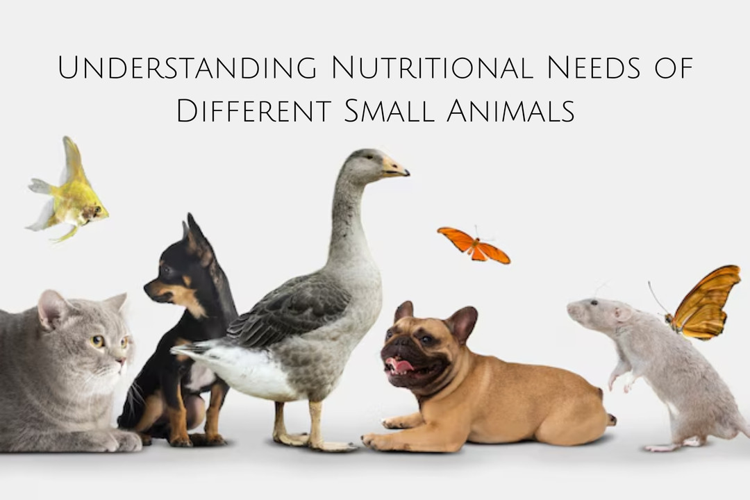 Understanding the Nutritional Needs of Different Small Animals