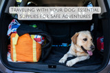 Traveling with Your Dog: Essential Supplies for Safe Adventures