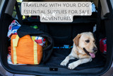 Traveling with Your Dog: Essential Supplies for Safe Adventures