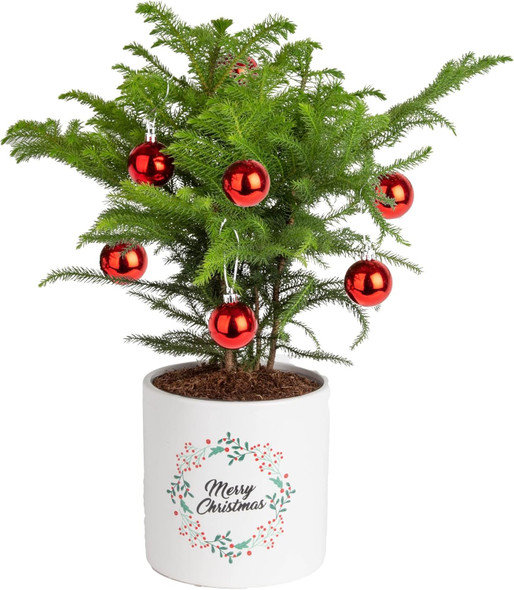 Costa Farms Live Christmas Tree, Medium Norfolk Island Pine in Merry Christmas Wreath Ceramic Plant Pot, Christmas Ornaments, Tabletop Christmas , Holiday, Christmas Room Decor, 18-20 Inches Tall