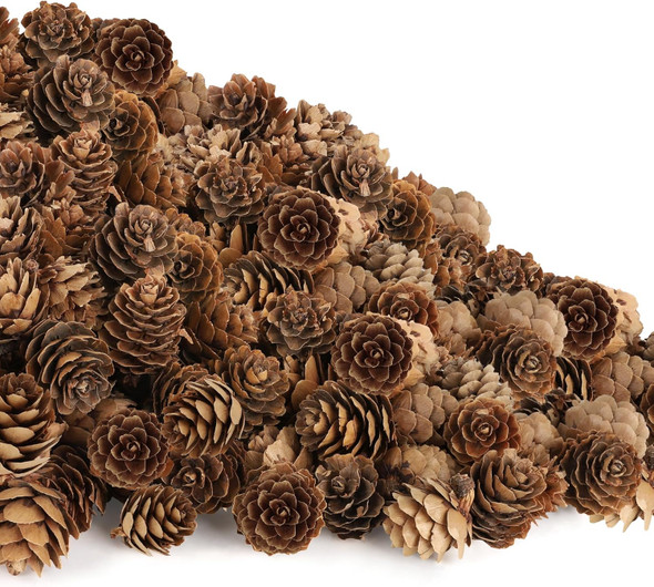 100 Pack Pine Cones, Mini Natural Pine Cones for Christmas Tree, 1.18 in Pine Cones for Crafts, Mini Pinecone Ornaments, Christmas Wreath Craft, Winter Decorations for Home Fall Decor Vase Filler