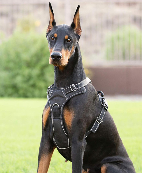 Dog Harness (Large, Black)