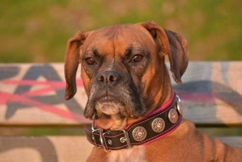 Bestia Bijou Handmade Dog Collar. Studded. French Bulldog, Bulldog, Terrier, German Shepherd, 2 Inch Wide, 100% Leather, Soft Padded, Medium Sized, Made In Europe