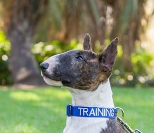 Training Blue Color Coded S M L Xl Buckle Dog Collar Prevents Accidents By Warning Others Of Your Dog In Advance (S-M Collar 10-17 Lx1 W)