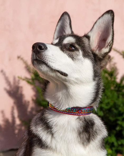 Lupine Dog Collar 1 Wide El Paso Design Adjusts 12-20 Long Lupine Dog Collar 1 Wide El Paso Design Adjusts 12-20 Long
