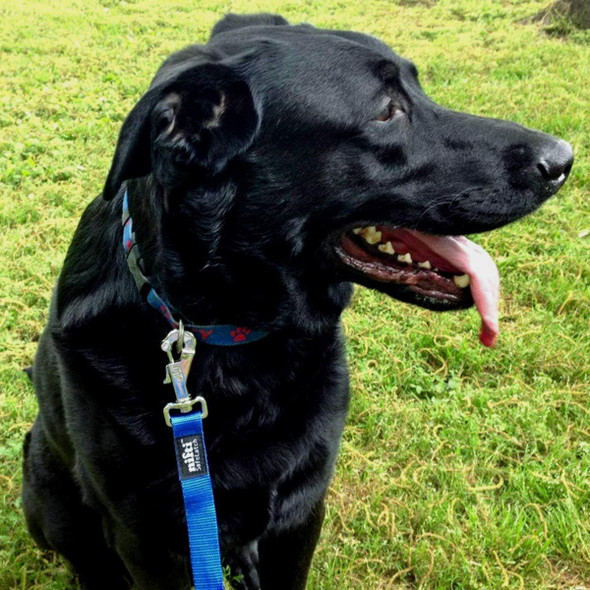 Heavy Duty 6 Foot Dog Leash With Secure Patented Safelatch Clasp And Built-In Magnet Limits Leash Escape, Magnetically Connects To Steel D-Ring For Large And Medium Dogs