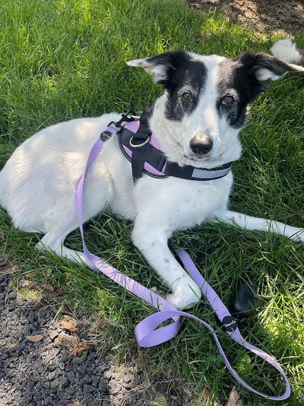 Shawnco Essential Harness, Leash & Collar Set (Icy Lilac, L)