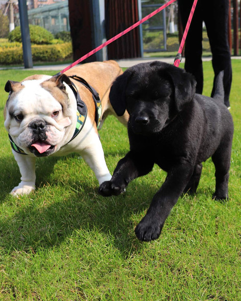 Taglory Double Dog Leash Reflective Rope No Tangle Double Leash For Two Dogs Puppy Small Medium Dogs Pink