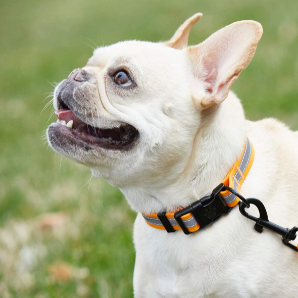 Trisha Yearwood Pet Collection Dog Collar For Small Dogs, Reflective Dog Collar, Pvc, Orange, Small